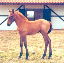 webfll99princess.jpg (10453 bytes)